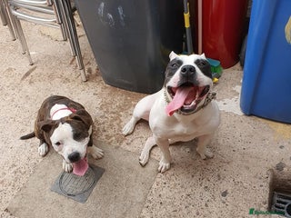 American Bully dogs American bully standard and american Staffordshire in Warrington - Advert 5