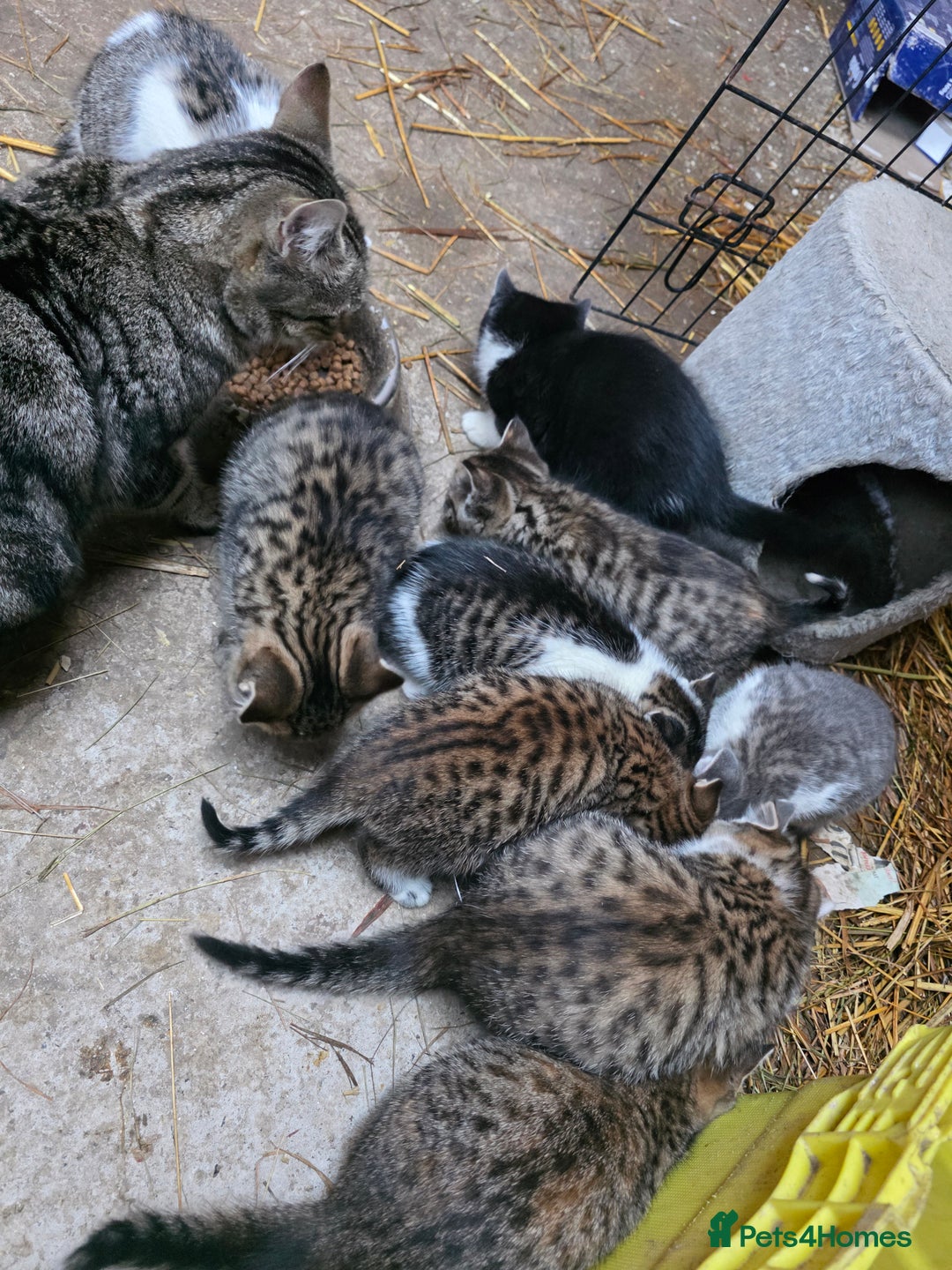 Mixed Breed cats for sale: Beautiful boy farm kittens for sale - Advert 4