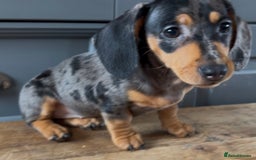 Dachshund dogs for sale: Ready Now, Male Black and Tan Dachshund  - Image 22