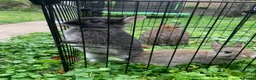 Netherland Dwarf rabbits for sale: LAST 1 LEFT - Gorgeous Netherland Dwarf - Advert 5