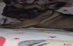 French Bulldog dogs for sale: 5 beautiful full frenchie pups  - Advert 5