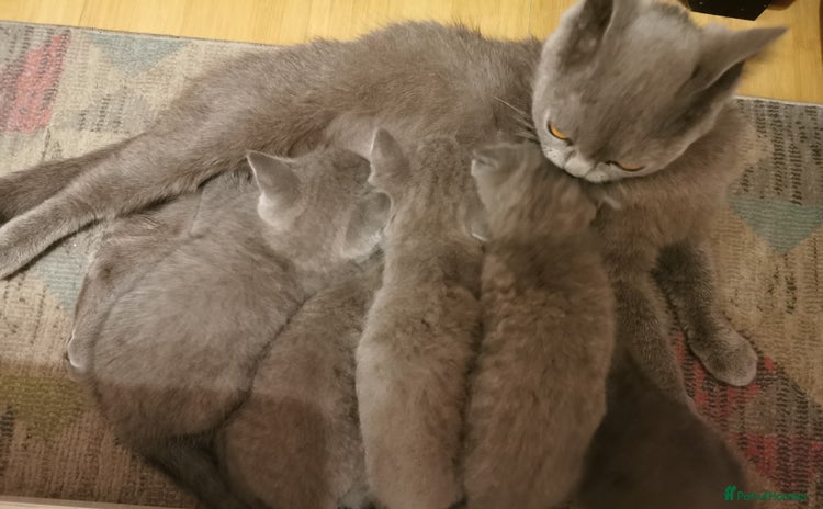 British Shorthair cats Four beautiful British shorthair kittens  - Advert 1
