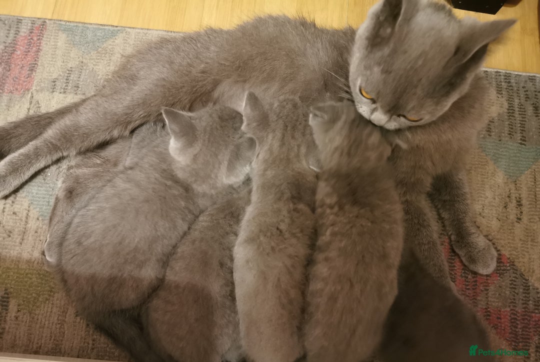 British Shorthair cats for sale: Four beautiful British shorthair kittens  - Advert 1