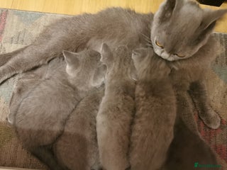 British Shorthair cats Four beautiful British shorthair kittens - Advert 1