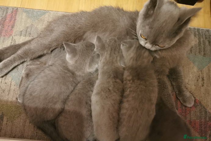 British Shorthair cats Four beautiful British shorthair kittens - Advert 1