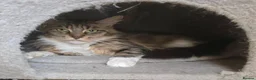 Maine Coon cats for sale: Retired queen black (golden) brown tabby bicolor - Advert 12