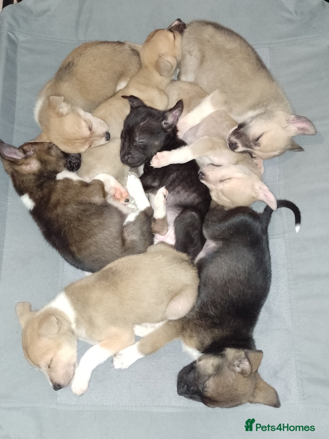 Mixed Breed dogs for sale: Staffy x Akita Puppies - Advert 2