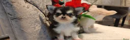 Chihuahua dogs for sale: Very beautiful husky markings chihuahua for sale - Advert 22