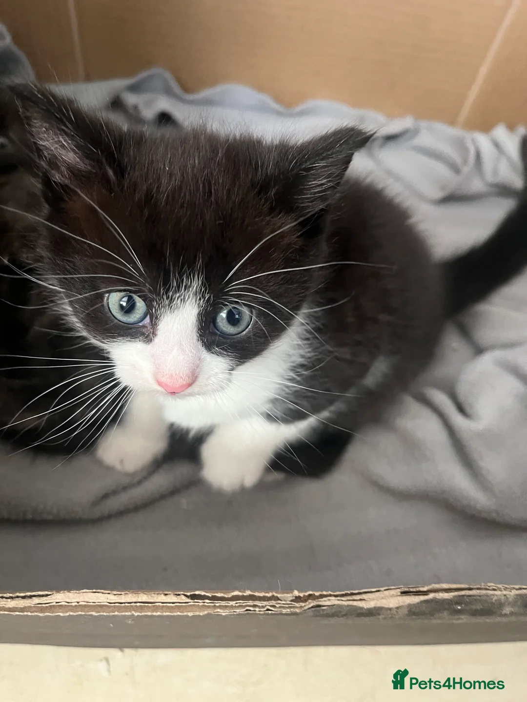 Domestic Shorthair cats for sale: 4 adorable kittens looking for their forever homes - Advert 2