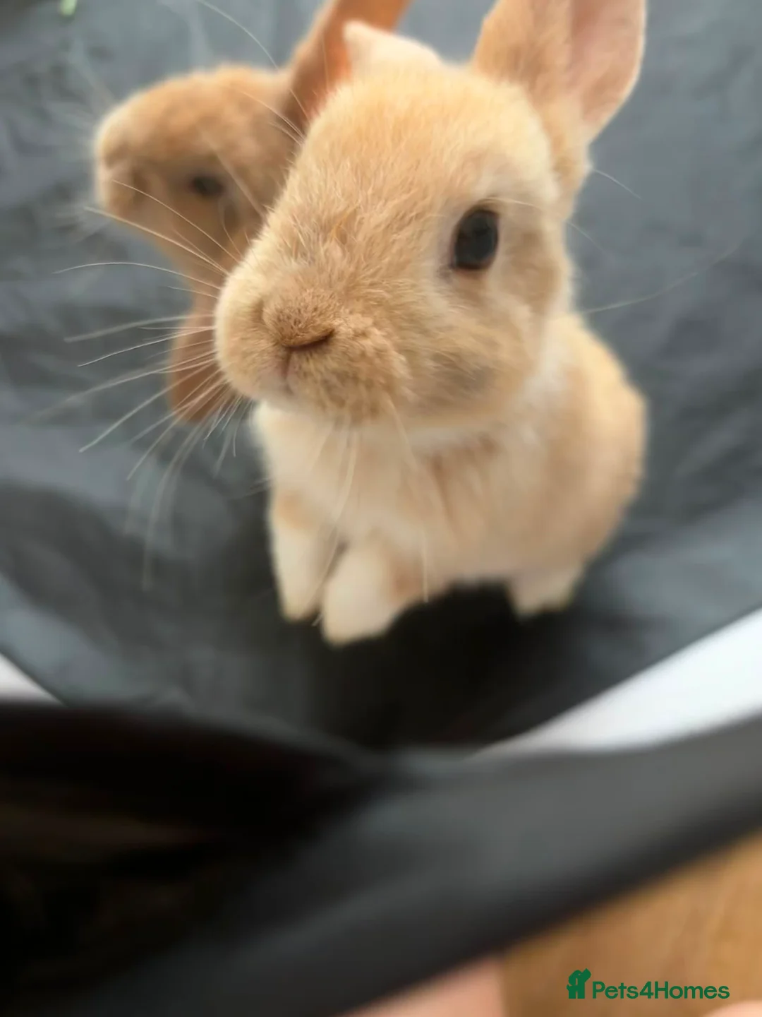 Mixed Breed rabbits for sale:     Mini Lop × Holland Lop Baby Rabbits in Cwmbran - Advert 2