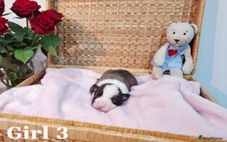Border Collie dogs for sale: **Rare sable and white Border Collie puppies.** - Image 6