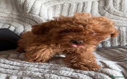 Toy Poodle dogs for sale: Quality fox red toy poodle male puppy - Advert 4