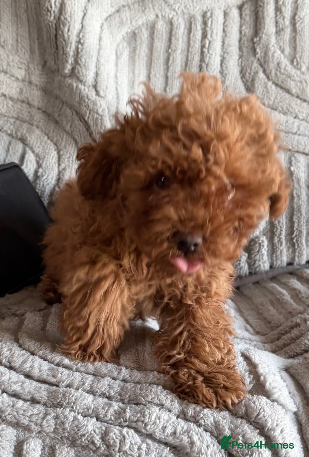 Toy Poodle dogs for sale: Quality fox red toy poodle male puppy - Advert 4