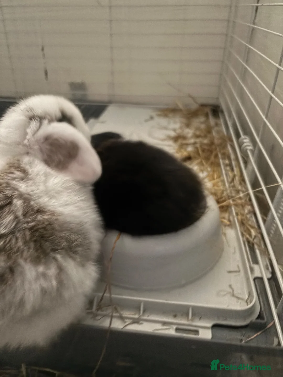 Mini Lop rabbits for sale: mini lop babies  - Advert 4