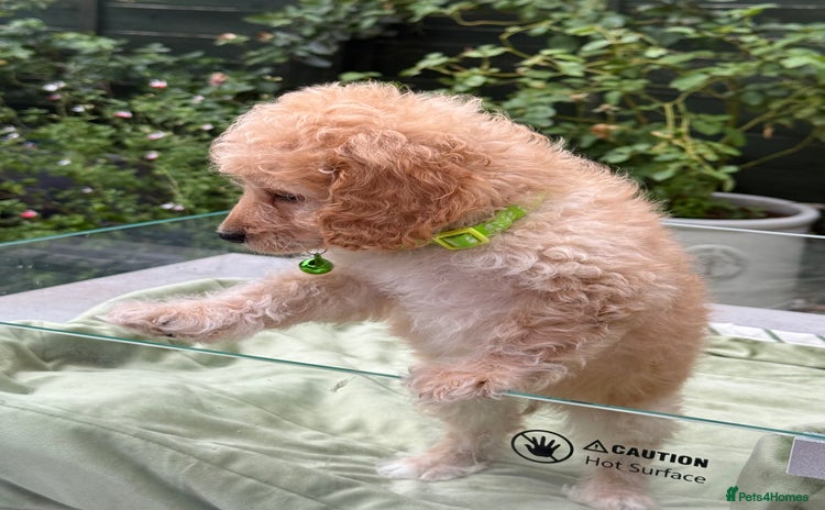 Cockapoo dogs - Advert 1