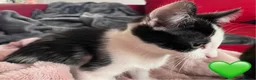 Mixed Breed cats for sale: 😻💚🩵💙🧡💛😻 - Advert 14