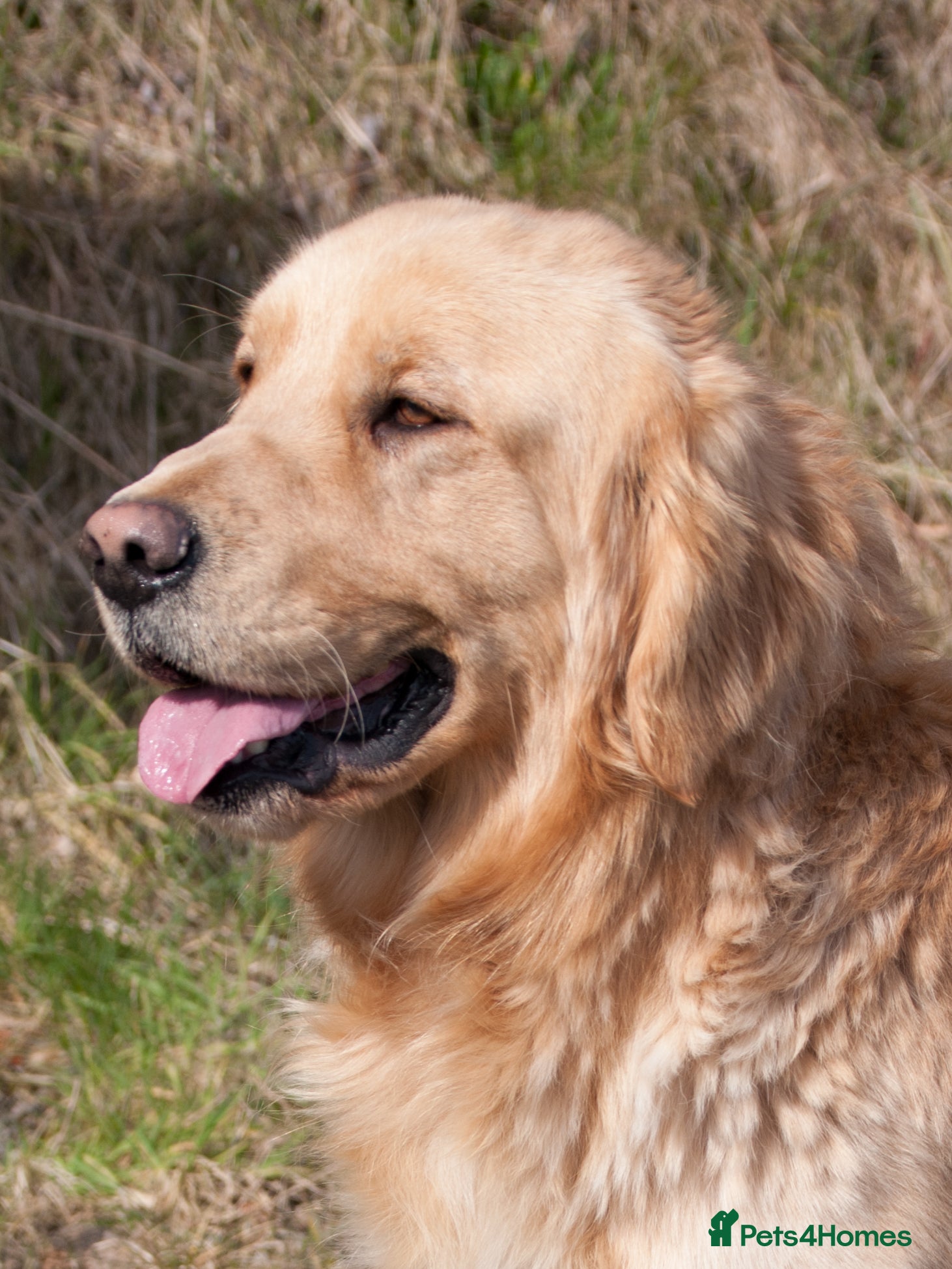 Golden Retriever dogs KC GOLDEN RETRIEVER STUD EXTENSIVELY HEALTH TESTED - Advert 10