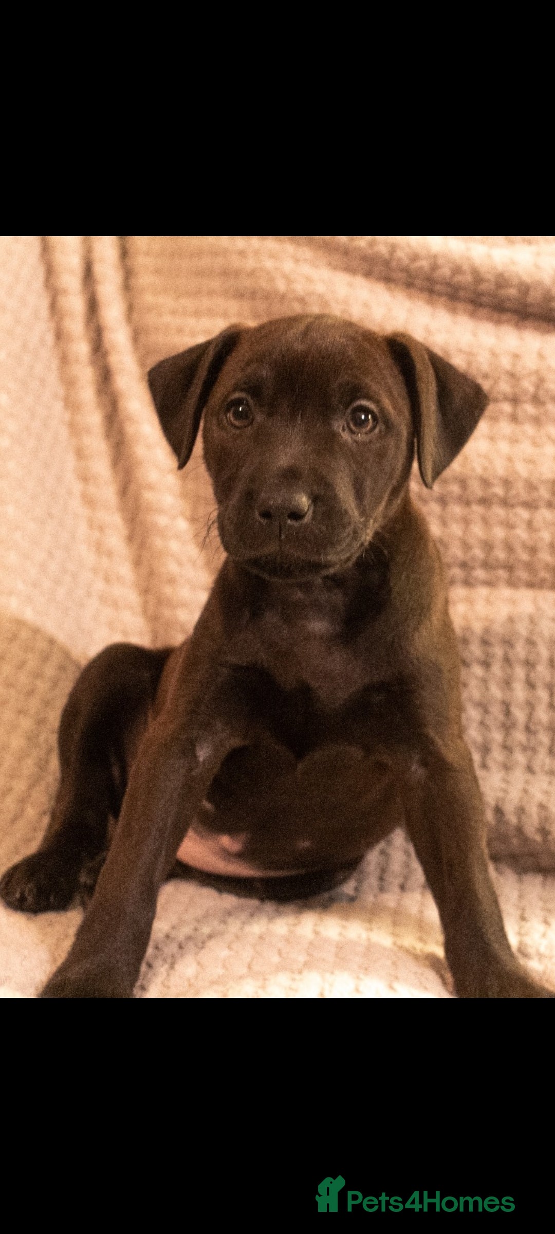 Patterdale Terrier dogs for sale: Patterdale Pups For Sale - Advert 17