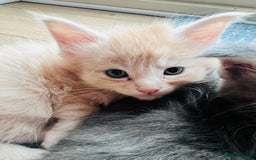Maine Coon cats for sale: Beautiful Maine Coon babies - Image 12