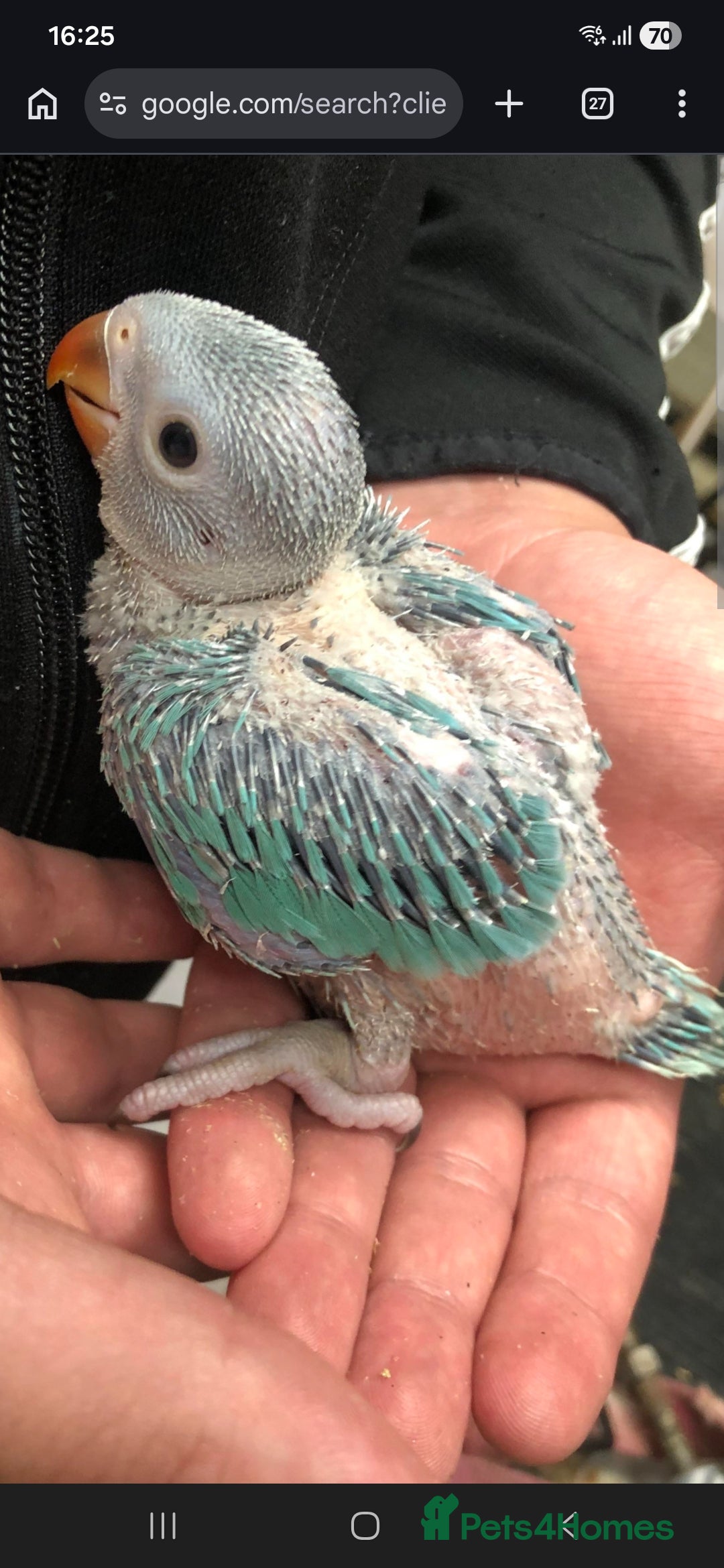 Ringnecks birds Ringneck baby looking for  - Advert 1