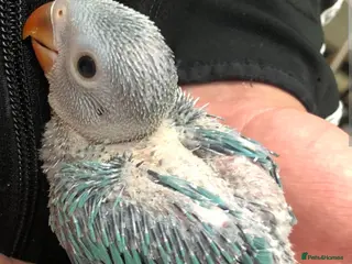 Ringnecks birds Ringneck baby looking for - Advert 1