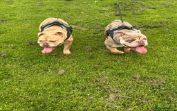 English Bulldog dogs for sale: English Bulldog Puppies - Image 10