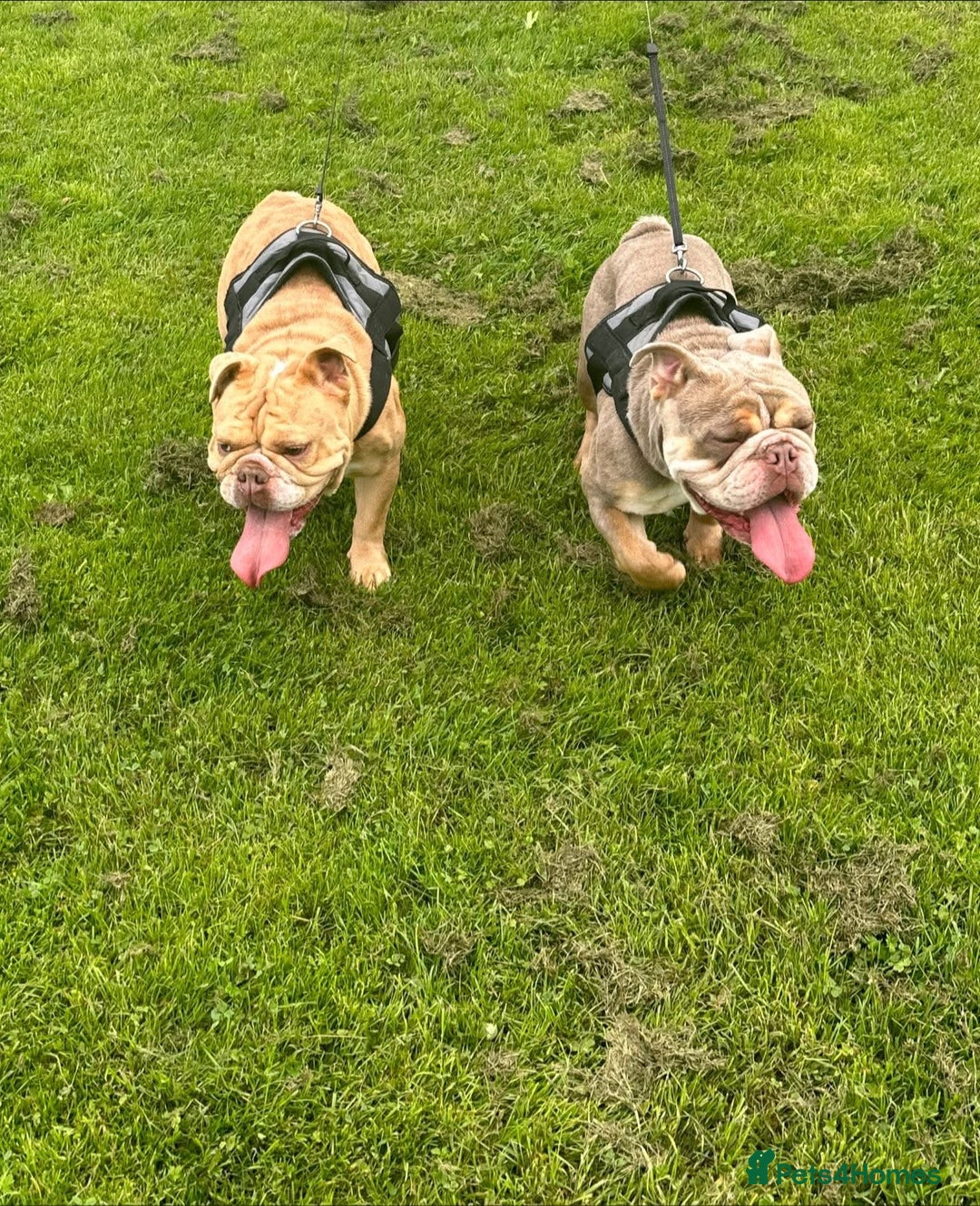 English Bulldog dogs for sale: English Bulldog Puppies - Image 10