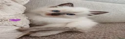 Ragdoll cats for sale: Ragdoll kittens  - Advert 9