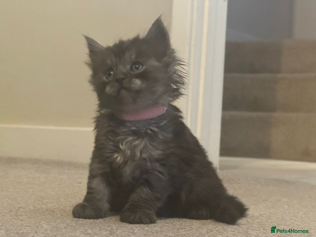 Ragcoon cats for sale: 1 x female Ragcoon - Advert 5