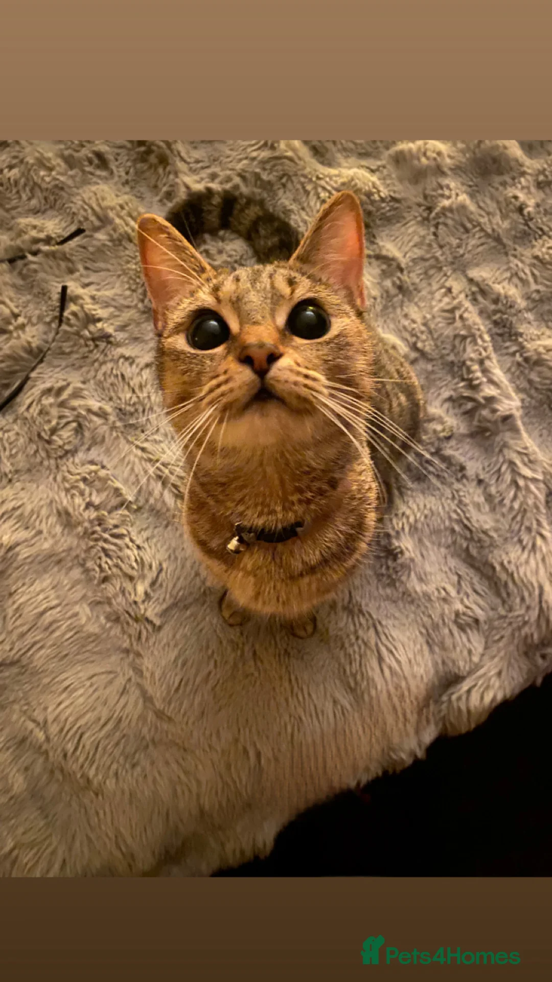 Mixed Breed cats for sale: Cute kittens 1 ginger boy/1 ginger girl 2 tabby’s  in Chesterfield - Advert 2