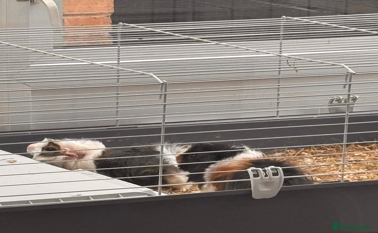 Guinea Pig rodents - Advert 3