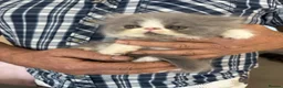 Persian cats for sale: 2 full pedigree GCCF registered Persian kittens  in London - Advert 6