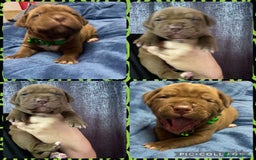 Mixed Breed dogs for sale: Dogue de bordeaux x staff puppies  - Advert 18