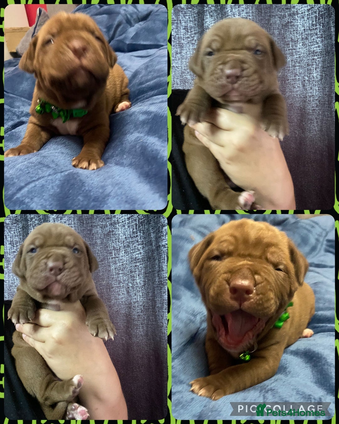 Mixed Breed dogs for sale: Dogue de bordeaux x staff puppies  - Advert 18