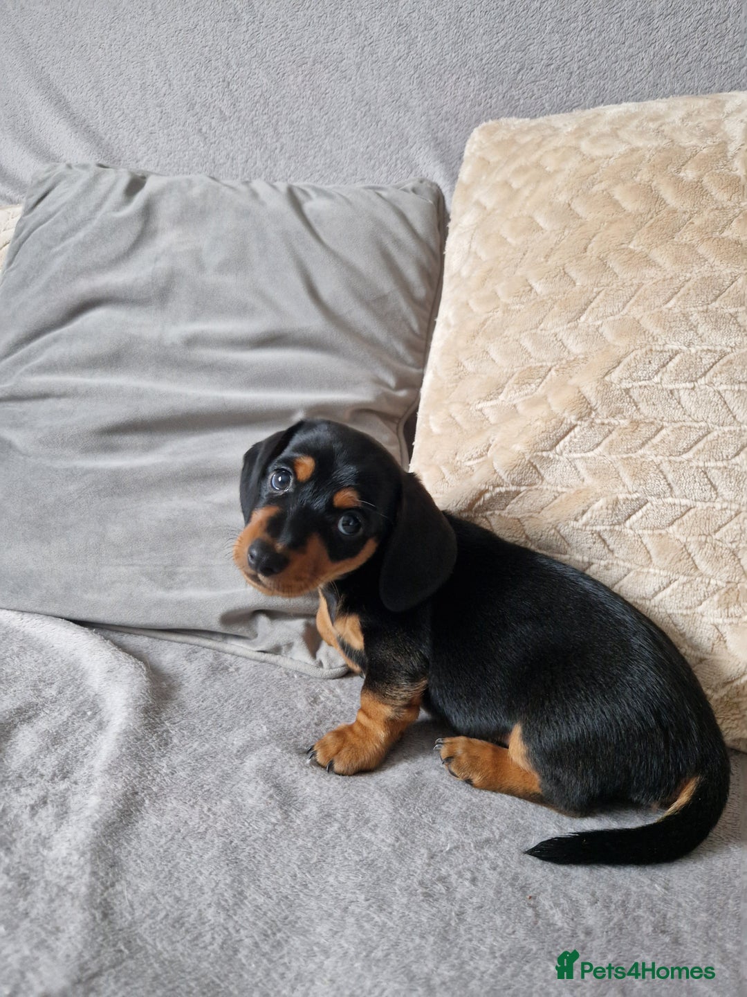 Dachshund dogs for sale: Boy / Girl - Image 2