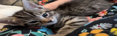 Siberian 3