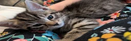 Siberian cats for sale: Adorable Siberian Kittens  - Advert 26
