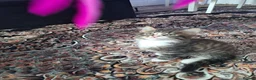 Mixed Breed cats for sale: Stunning mixed breed kittens - Advert 7