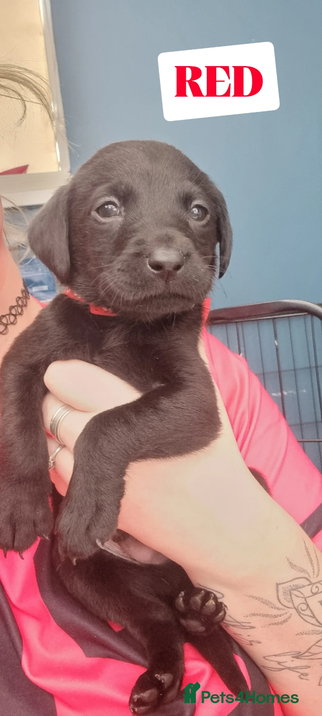 Labrador Retriever dogs for sale: LABRADOR PUPS FOR SALE! Red Fox, Yellow & Black 🐾 - Advert 1