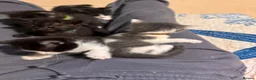 Mixed Breed cats for sale: 5 BBSH x mixed kittens black white grey - Advert 19