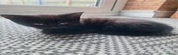 Mixed Breed cats for sale: Very nice kittens:3 boys and 3 girls - Advert 11