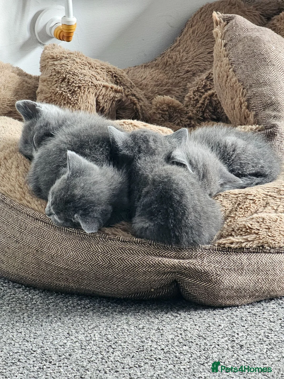 Russian Blue cats for sale: Two male russian blue cats for sale - Advert 9