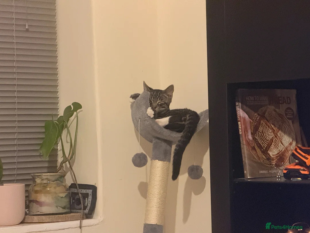 Mixed Breed cats for sale: Our handsome bengali x tabby boy needs loving home in London - Advert 7