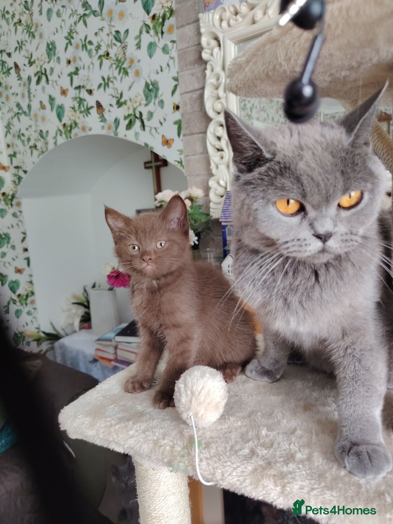 British Shorthair cats Beautiful chocolate kitten - Advert 3