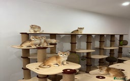British Shorthair cats for sale: British Shorthair Golden kittens    - Image 16