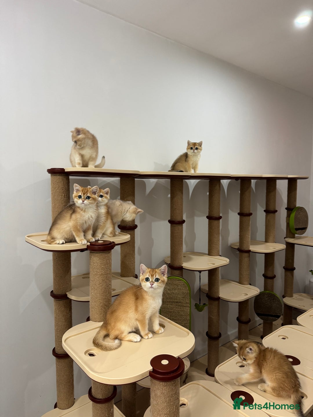 British Shorthair cats for sale: British Shorthair Golden kittens    - Image 16