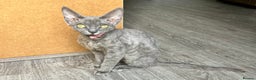 Devon Rex cats for sale: GCCF registered - Devon Rex Kittens - Advert 17