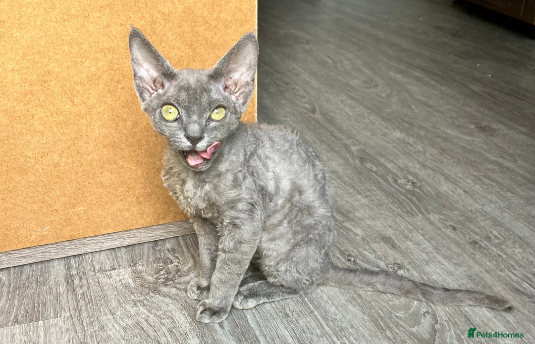 Devon Rex cats for sale: GCCF registered - Devon Rex Kittens - Advert 17