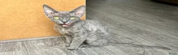 Devon Rex cats for sale: GCCF registered - Devon Rex Kittens - Advert 17