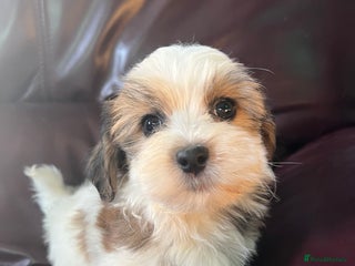 Havanese dogs Two Havanese boys - Advert 7